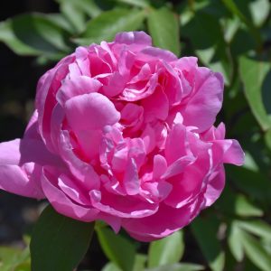 Peony Dr Alexander Fleming #2
