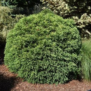 Cryptomeria Dwarf Globe #3