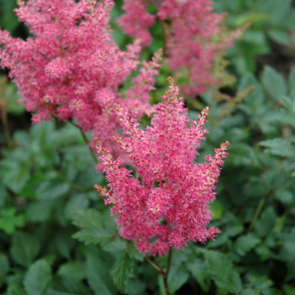 Rheinland Astilbe 8"