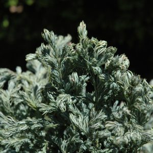 Cypress False Curly Tops #6