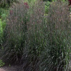 Grass Big Bluestem Holy Smoke #1