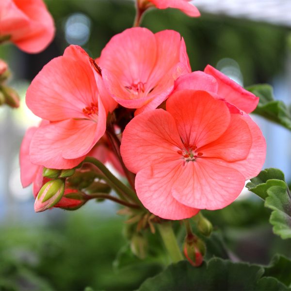 Geranium Salmon 4.5"