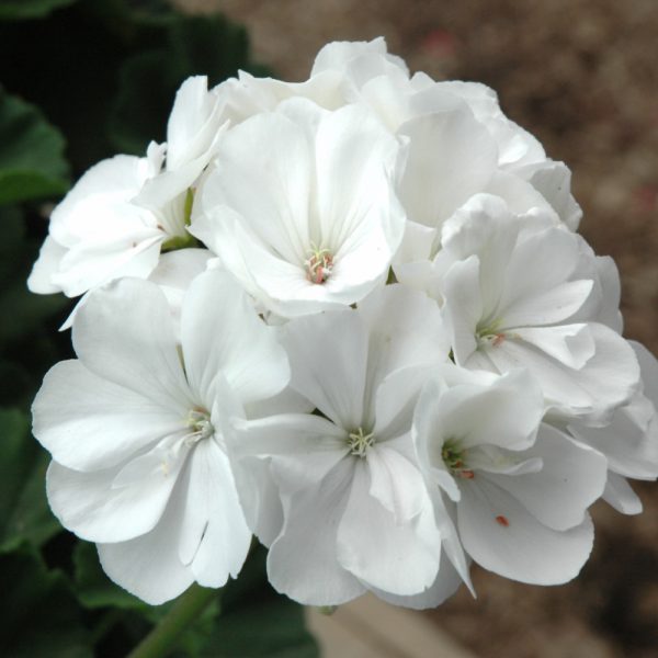 Geranium White 4.5"
