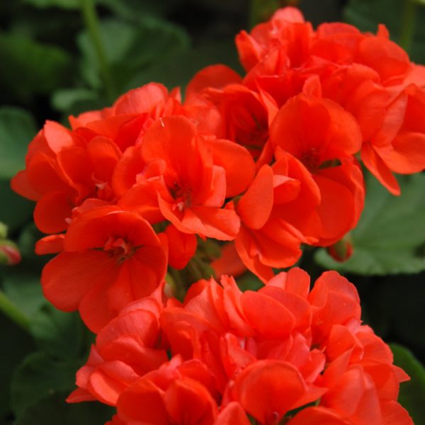 Geranium Orange 4.5"