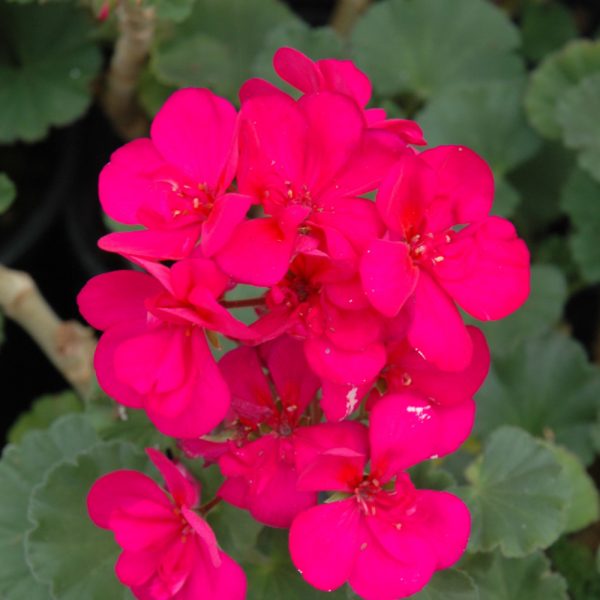 Geranium Violet 4.5"