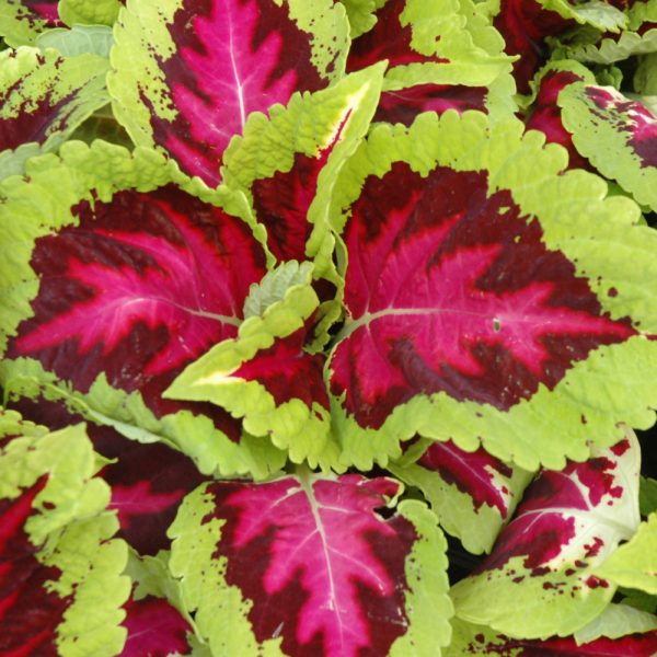 Coleus Kong Rose 4.5"