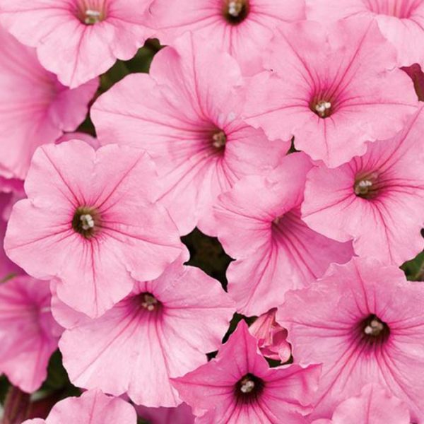 Proven Winner Petunia Vista Bubblegum 4.5″