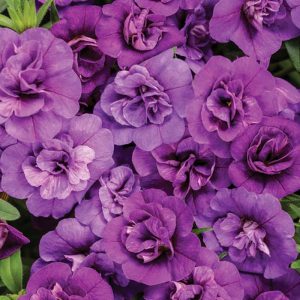 Proven Winner Million Bells Double Blue 4.5"