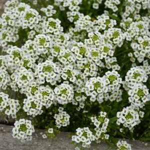 Proven Winner Lobularia Snow Princess 4.5"