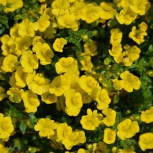 Proven Winner Mecardonia Gold Dust 4.5"