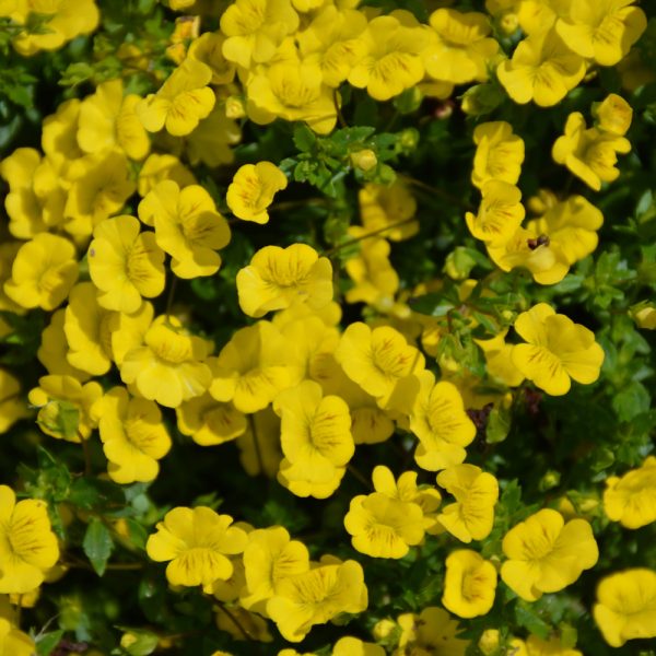 Proven Winner Mecardonia Gold Dust 4.5"