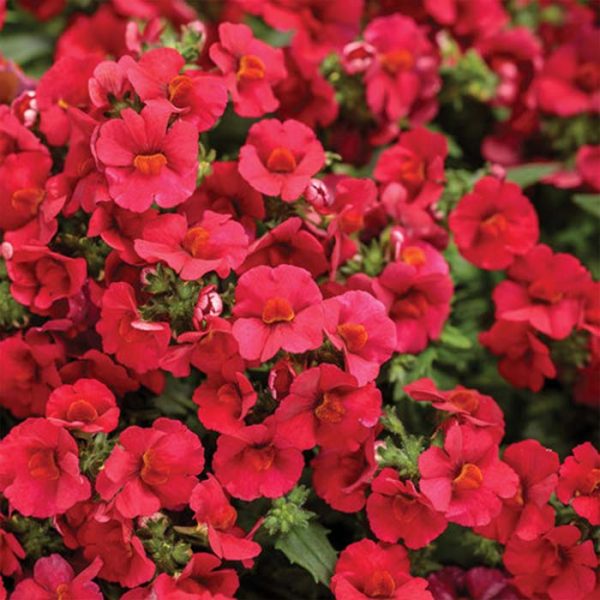 Proven Winner Nemesia Sunsatia Cranberr 4.5"