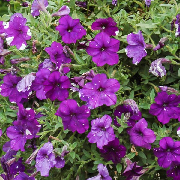 Petunia Night Sky 4.5"