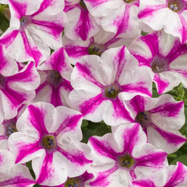 Proven Winner Petunia Lovie Dovie 4.5"