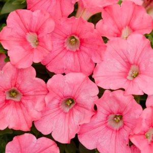 Proven Winner Petunia Bermuda Beach 4.5"