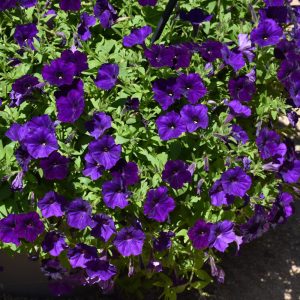 Proven Winner Petunia Royal Velvet 4.5"