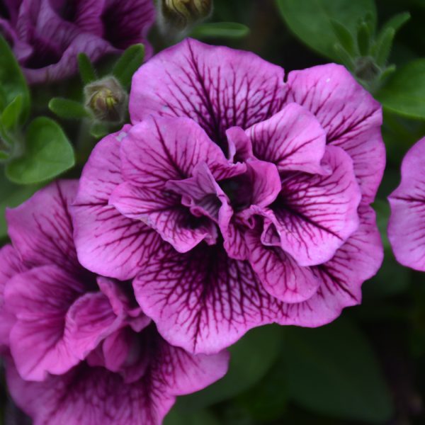 Petunia Compact Sugarplum 4.5"