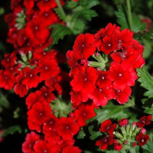 Verbena Empress Flair Red 4.5"