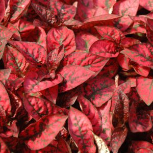 Hypoestes Splash Sel Red 3.25"