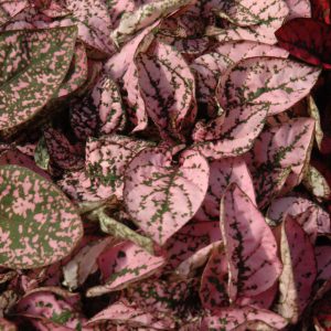 Hypoestes Splash Rose 3.25"