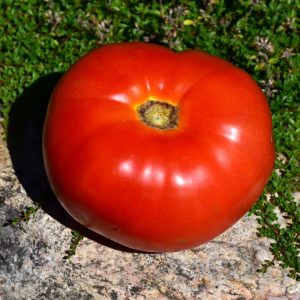 Tomato Mortgage Lifter 3.25"