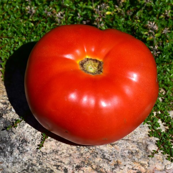 Tomato Mortgage Lifter 3.25"
