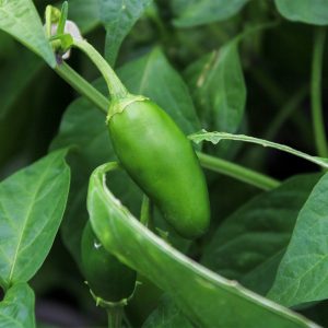 Pepper Jalapeno 3.25"