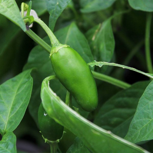 Pepper Jalapeno 3.25"