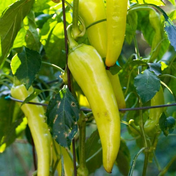Pepper Sweet Banana 3.25"