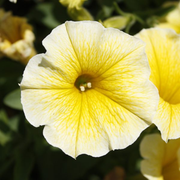 Petunia Bees Knees 4.5"