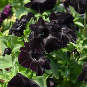 Petunia Black Magic 4.5"