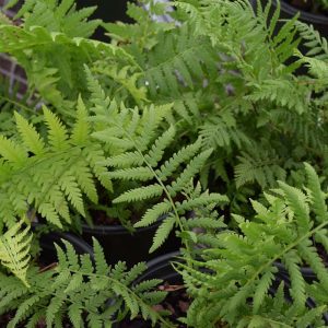 Fern Ostrich #1