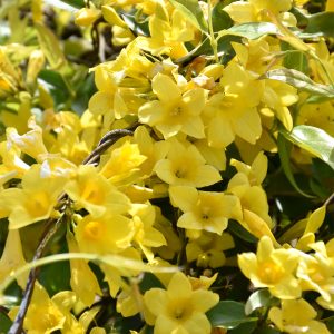 Carolina Jessamine #3