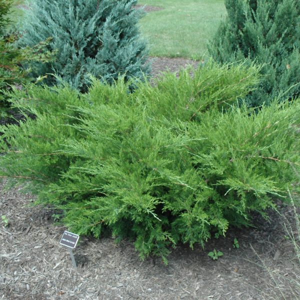 Juniper Sea Green #5