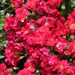 Rose Drift Red #3