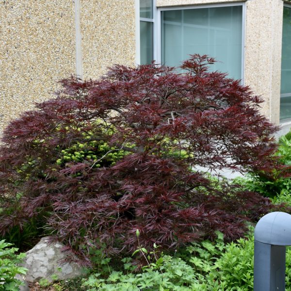 Japanese Maple Red Dragon #6