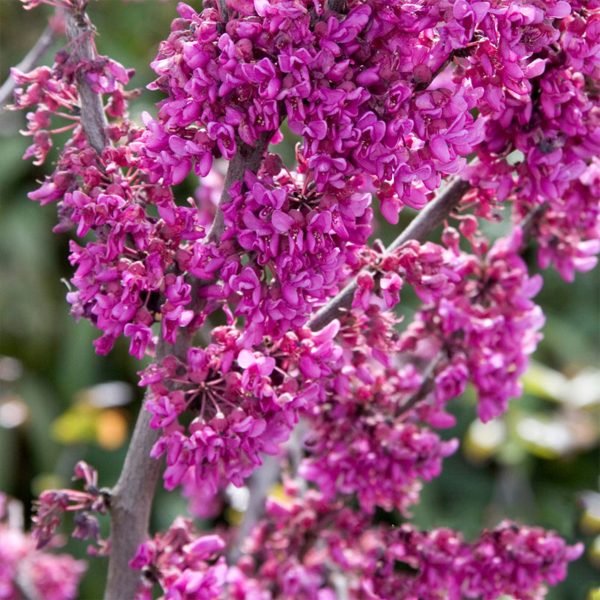 Redbud Oklahoma