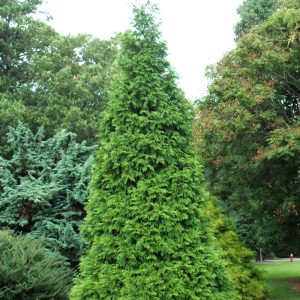 Arborvitae Green Giant #5
