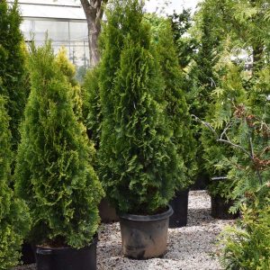 Arborvitae Emerald Green #15