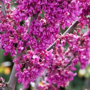 Redbud Oklahoma