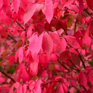 Euonymus Burning Bush 8"