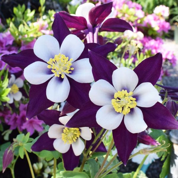 Columbine Kirigami Red White #1