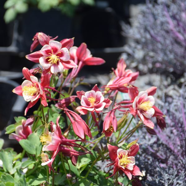 Columbine Kirig Red & White Qt