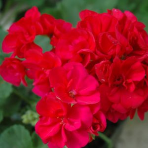 Geranium Red 4.5"