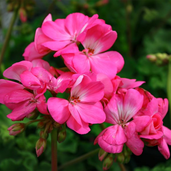 Geranium Pink 4.5"