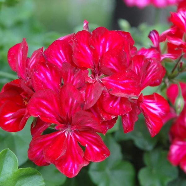 Geraniums Ivy Red Ice 4.5"