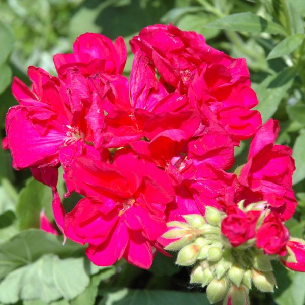 Geranium Violet 6"