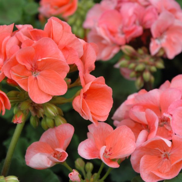 Geranium Salmon 6"