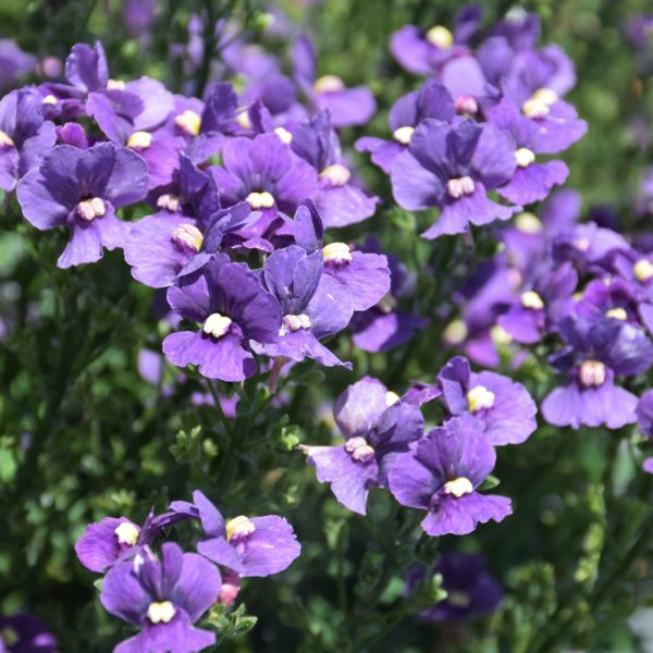 Nemesia Nesia Denim 4.5"