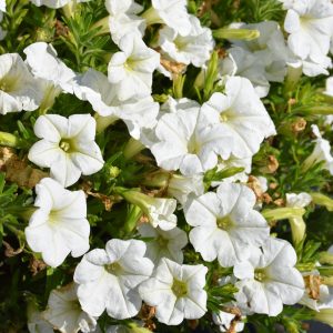Petunia Durabloom White 4.5"
